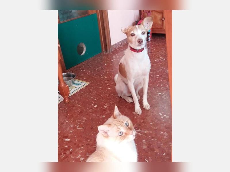 Bella (CO) sucht seine aktive Familie mit viel Humor