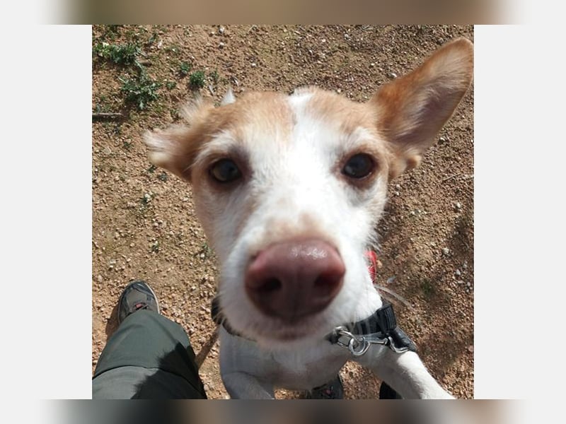 Bella (CO) sucht seine aktive Familie mit viel Humor
