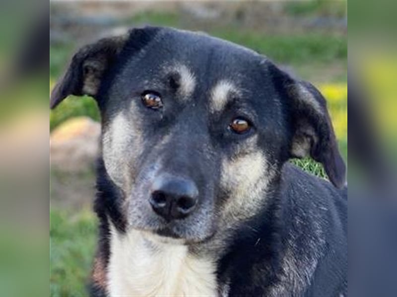 Nancy, geb. ca. 03/2019, lebt in GRIECHENLAND, auf einem Gelände, auf dem die Hunde notdürftig verso