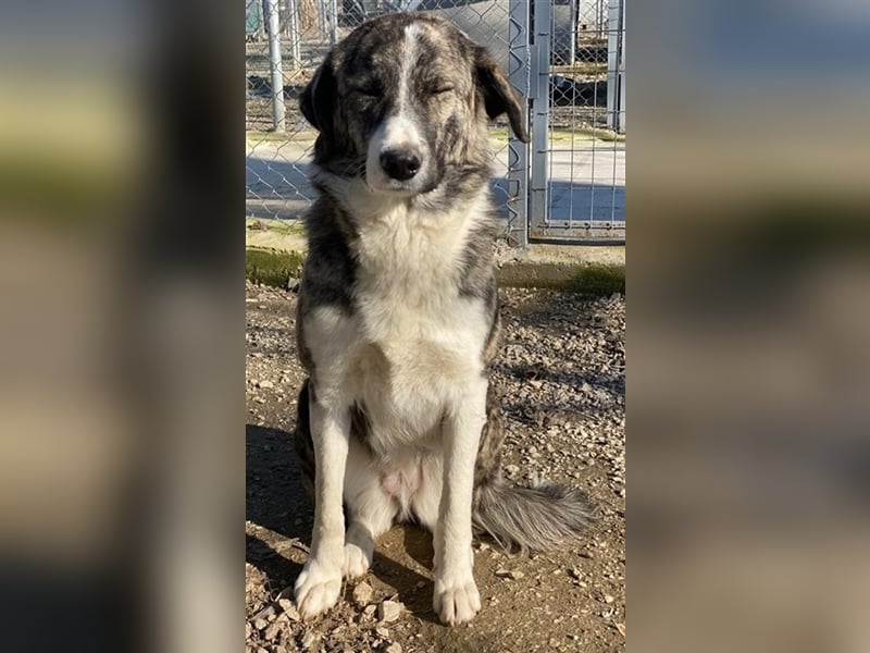 Rafaeli, geb. ca. 03/2021, lebt in GRIECHENLAND, im städt. Tierheim Serres