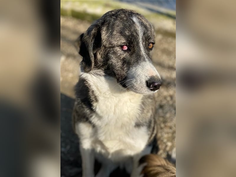 Rafaeli, geb. ca. 03/2021, lebt in GRIECHENLAND, im städt. Tierheim Serres