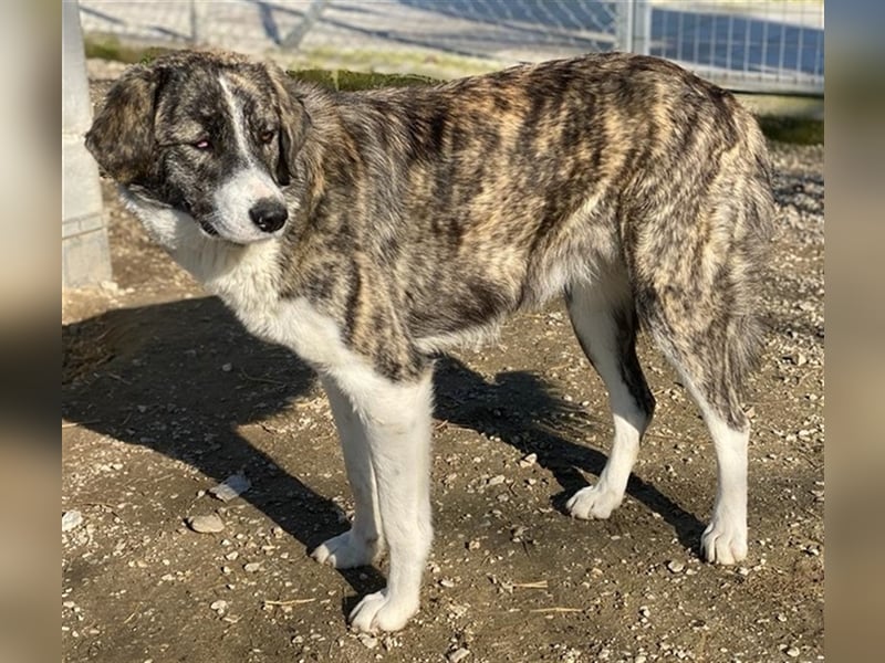 Rafaeli, geb. ca. 03/2021, lebt in GRIECHENLAND, im städt. Tierheim Serres