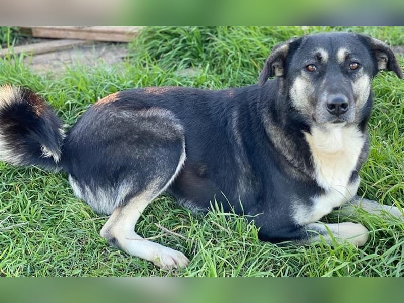 Nancy, geb. ca. 03/2019, lebt in GRIECHENLAND, auf einem Gelände, auf dem die Hunde notdürftig verso
