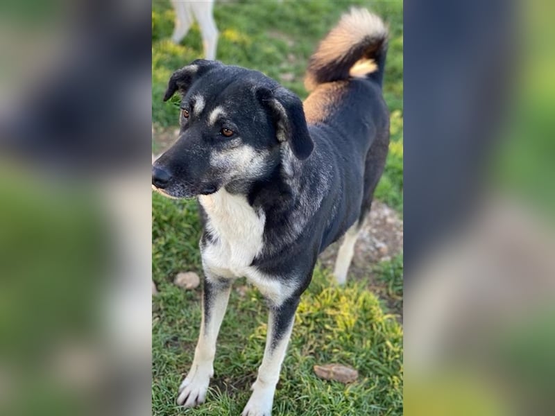 Nancy, geb. ca. 03/2019, lebt in GRIECHENLAND, auf einem Gelände, auf dem die Hunde notdürftig verso