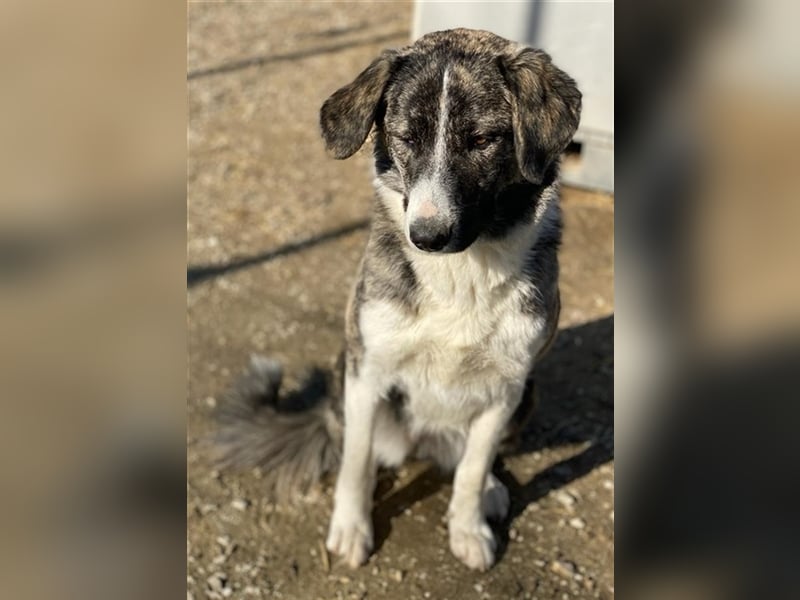 Rafaeli, geb. ca. 03/2021, lebt in GRIECHENLAND, im städt. Tierheim Serres