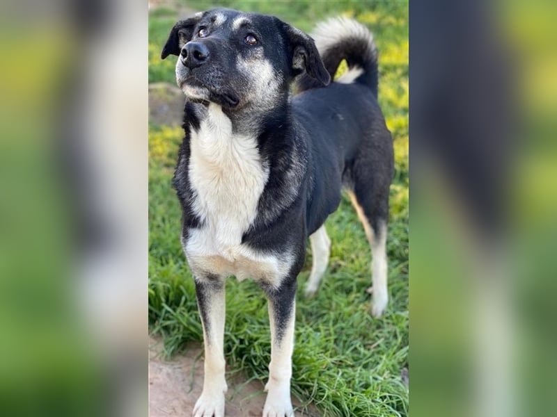 Nancy, geb. ca. 03/2019, lebt in GRIECHENLAND, auf einem Gelände, auf dem die Hunde notdürftig verso