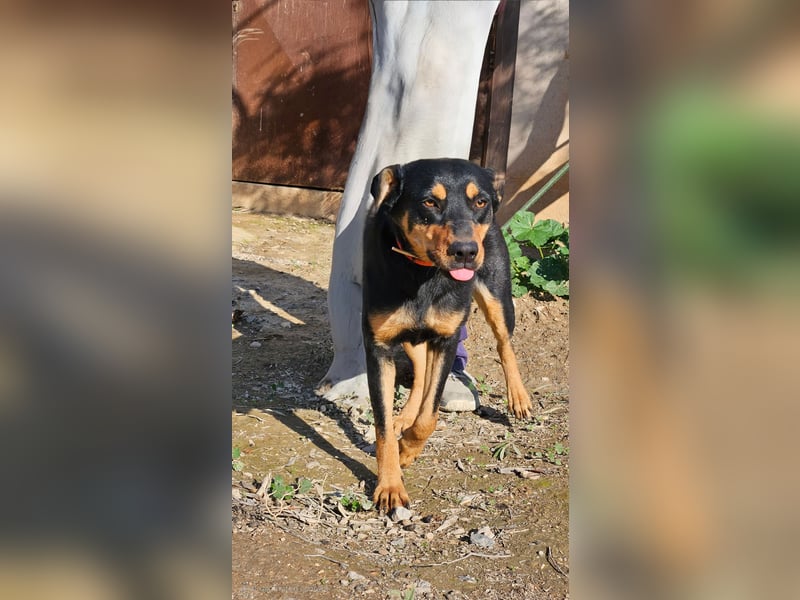  HERA – Eine Herzensbrecherin auf der Suche nach ihrem Für-Immer-Zuhause ❤️