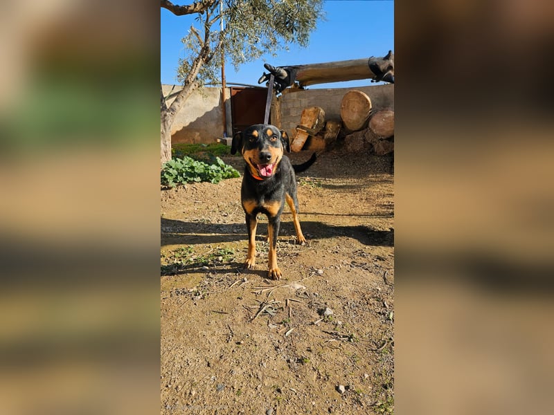 HERA – Eine Herzensbrecherin auf der Suche nach ihrem Für-Immer-Zuhause ❤️