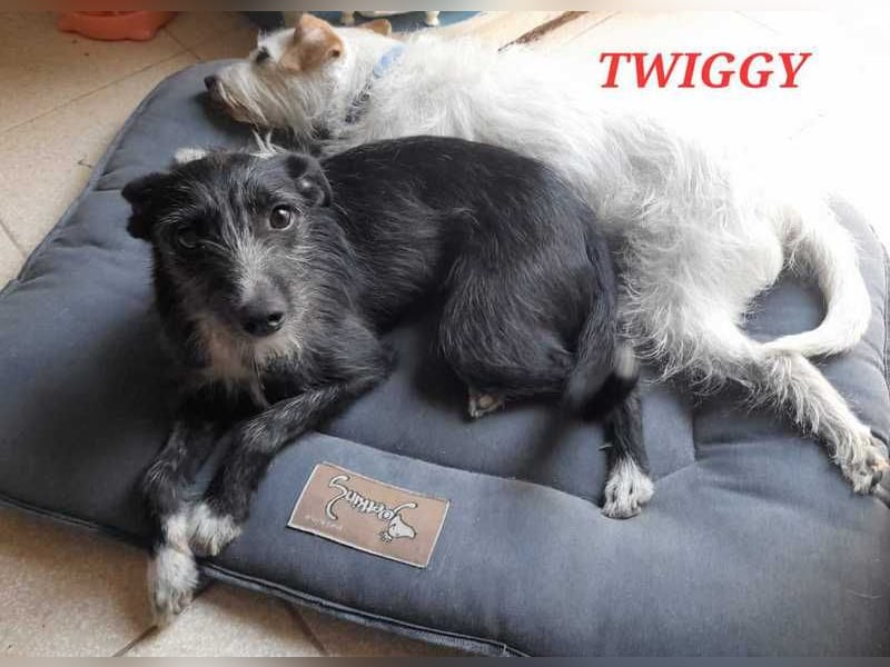 Twiggy, nicht ängstlich, aber vorsichtig