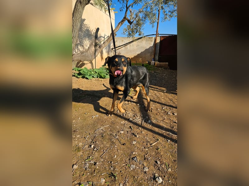  HERA – Eine Herzensbrecherin auf der Suche nach ihrem Für-Immer-Zuhause ❤️