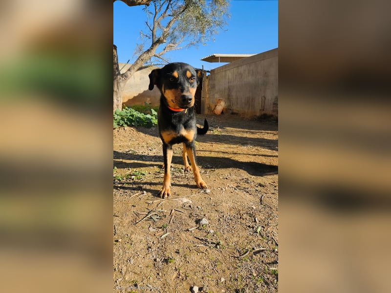  HERA – Eine Herzensbrecherin auf der Suche nach ihrem Für-Immer-Zuhause ❤️