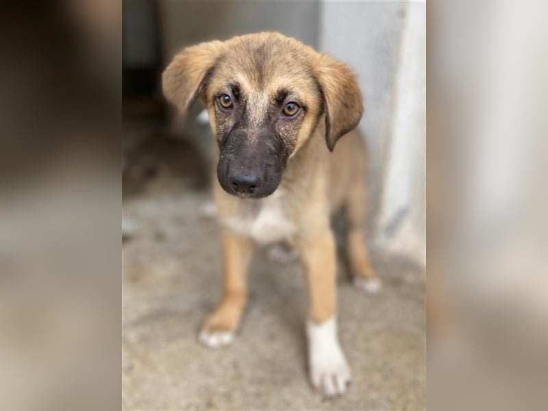Stübi, geb. ca. 05/2023, lebt in GRIECHENLAND, im städt. Tierheim Serres