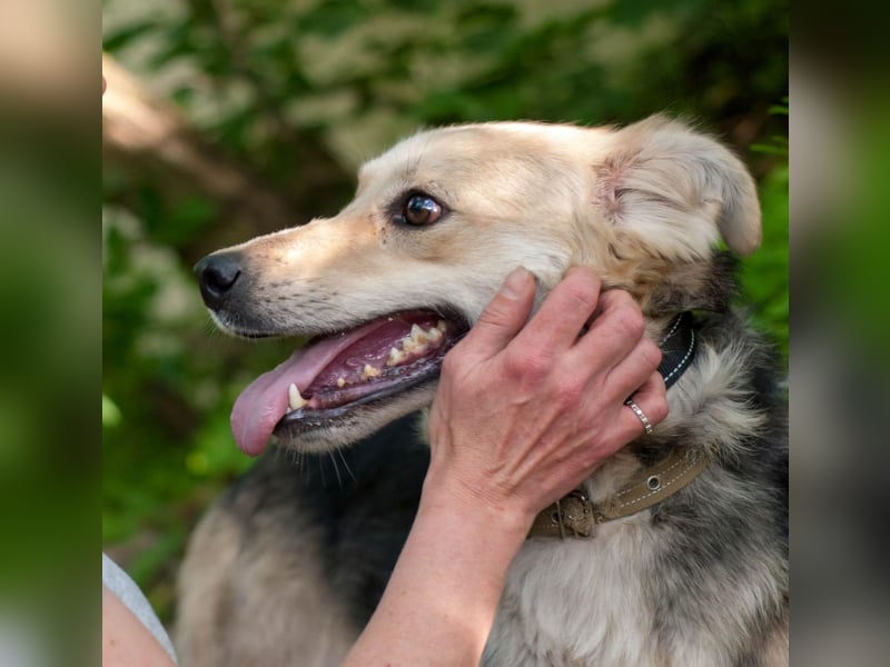 Rada - Supermaus sucht Familie (Ukraine)