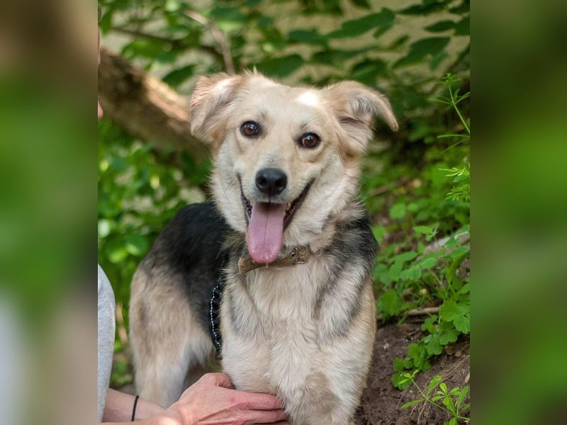 Rada - Supermaus sucht Familie (Ukraine)