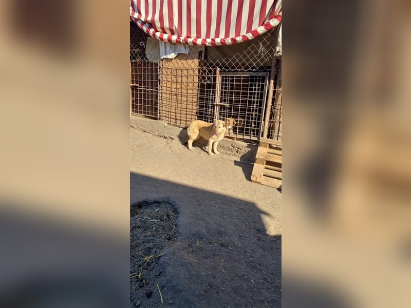 Donna sucht endlich ihr Körbchen