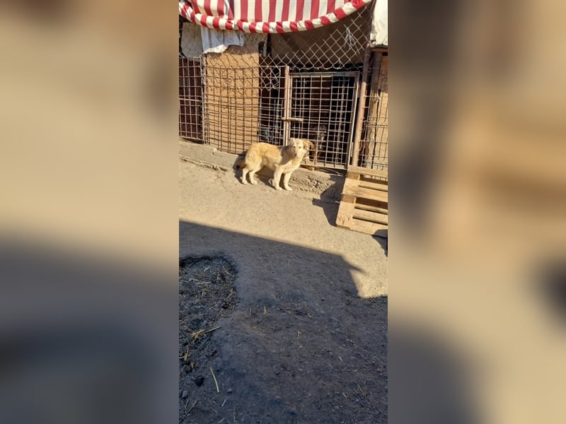 Donna sucht endlich ihr Körbchen