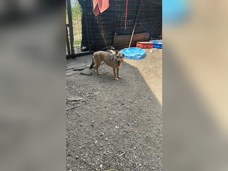 Donna sucht endlich ihr Körbchen