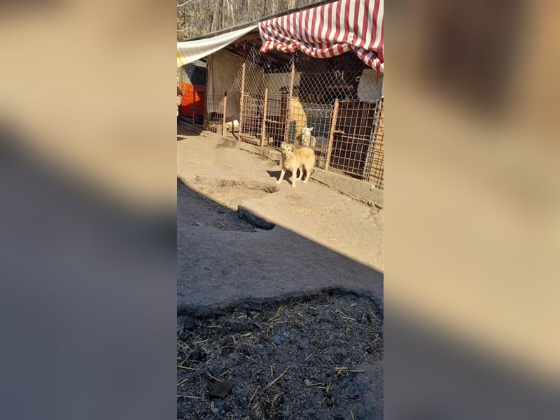 Donna sucht endlich ihr Körbchen