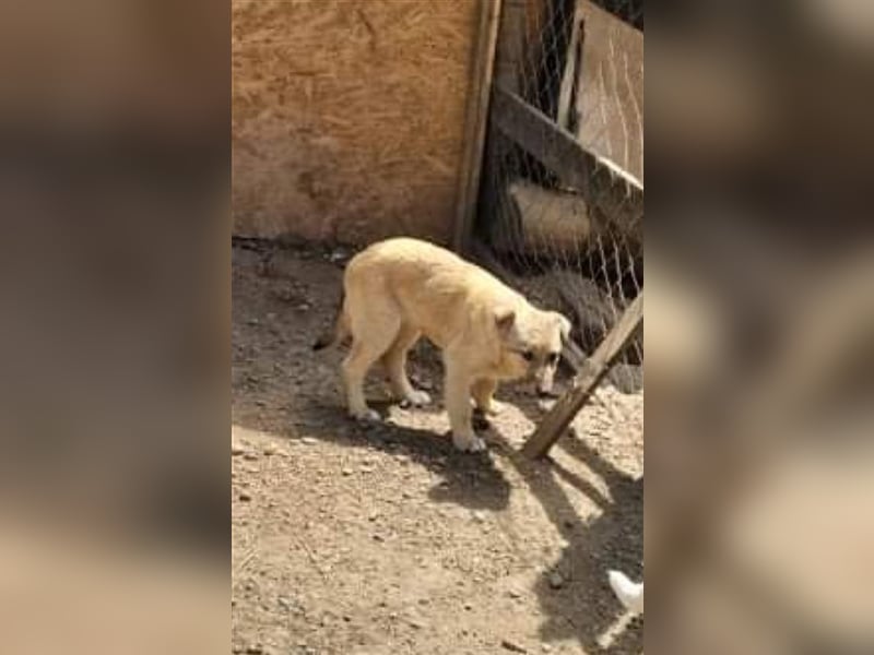 Donna sucht endlich ihr Körbchen