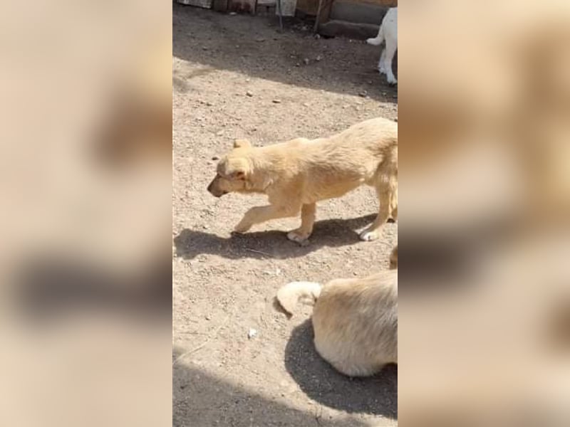 Donna sucht endlich ihr Körbchen