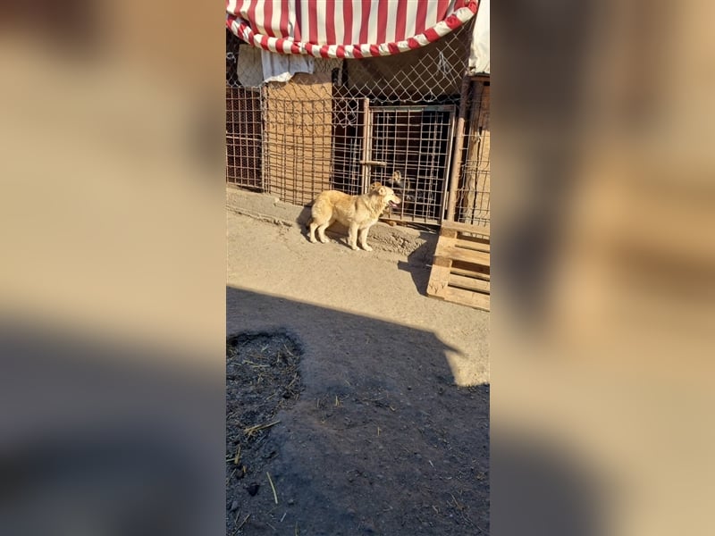 Donna sucht endlich ihr Körbchen
