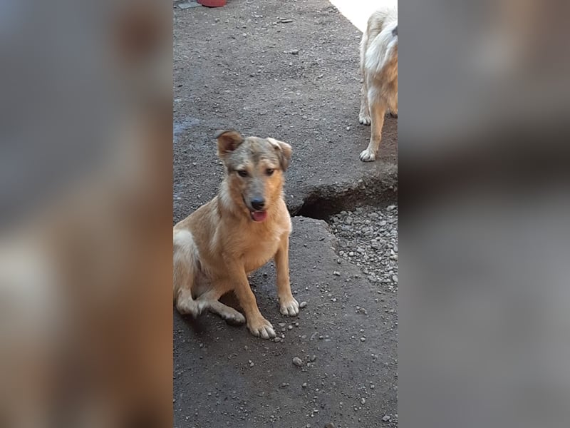 Donna sucht endlich ihr Körbchen