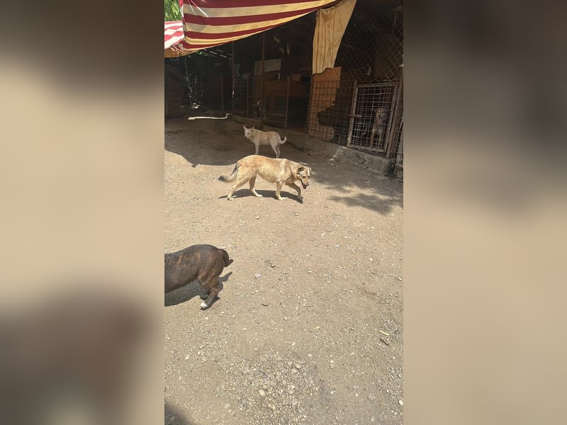 Donna sucht endlich ihr Körbchen