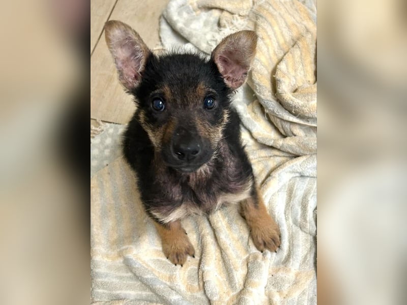 Silny: Hundekind sucht ein Zuhause
