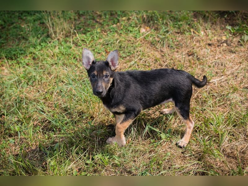 Silny: Hundekind sucht ein Zuhause