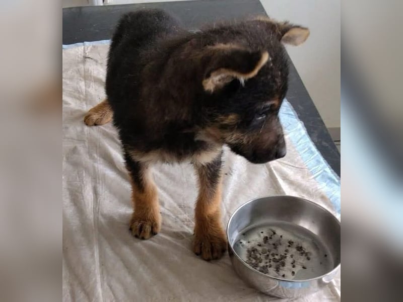 Silny: Hundekind sucht ein Zuhause