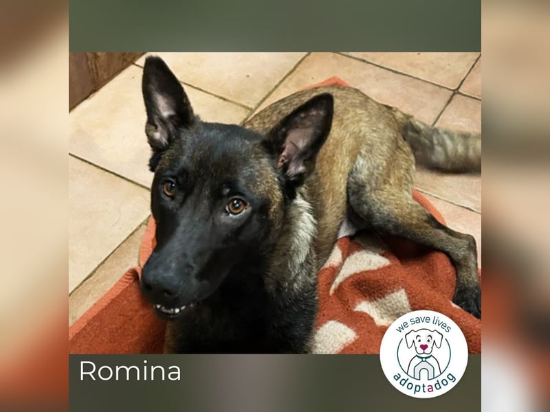 Romina: Sucht ein Zuhause
