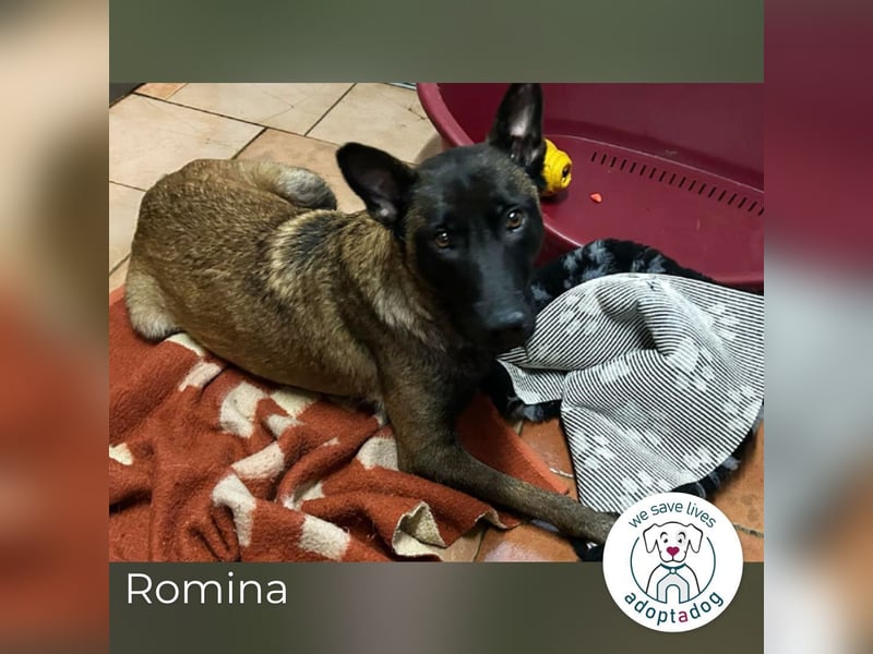 Romina: Sucht ein Zuhause
