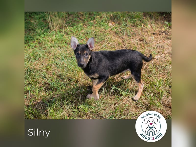 Silny: Hundekind sucht ein Zuhause