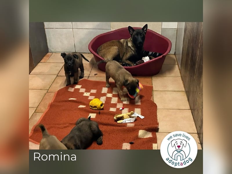 Romina: Sucht ein Zuhause