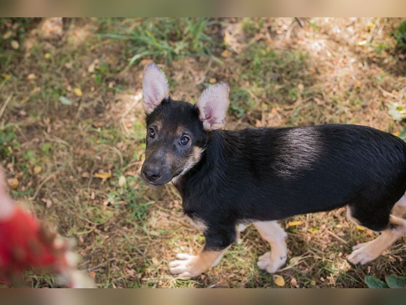 Silny: Hundekind sucht ein Zuhause