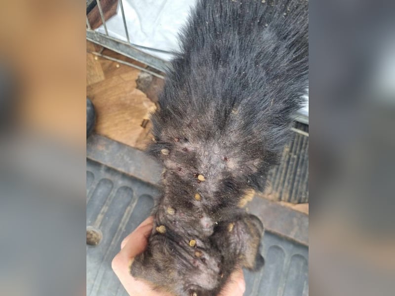 Silny: Hundekind sucht ein Zuhause