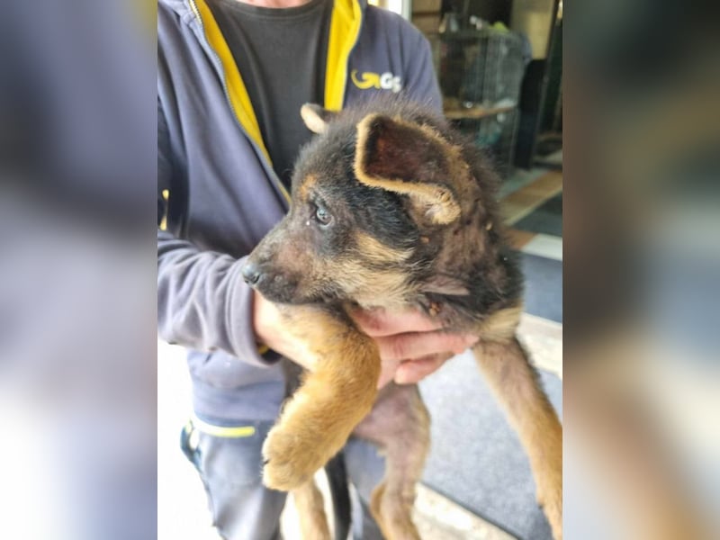 Silny: Hundekind sucht ein Zuhause