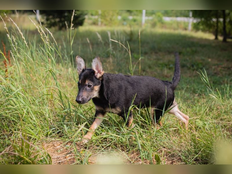 Silny: Hundekind sucht ein Zuhause