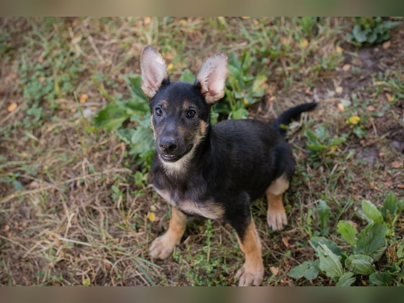 Silny: Hundekind sucht ein Zuhause