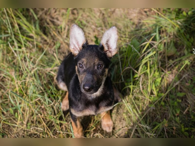 Silny: Hundekind sucht ein Zuhause