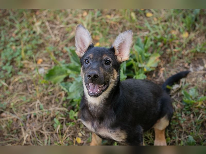 Silny: Hundekind sucht ein Zuhause