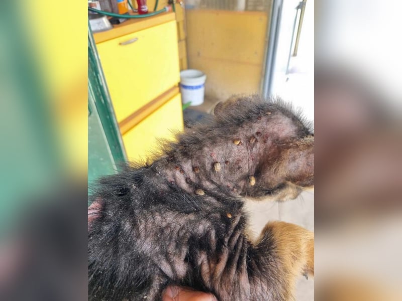 Silny: Hundekind sucht ein Zuhause
