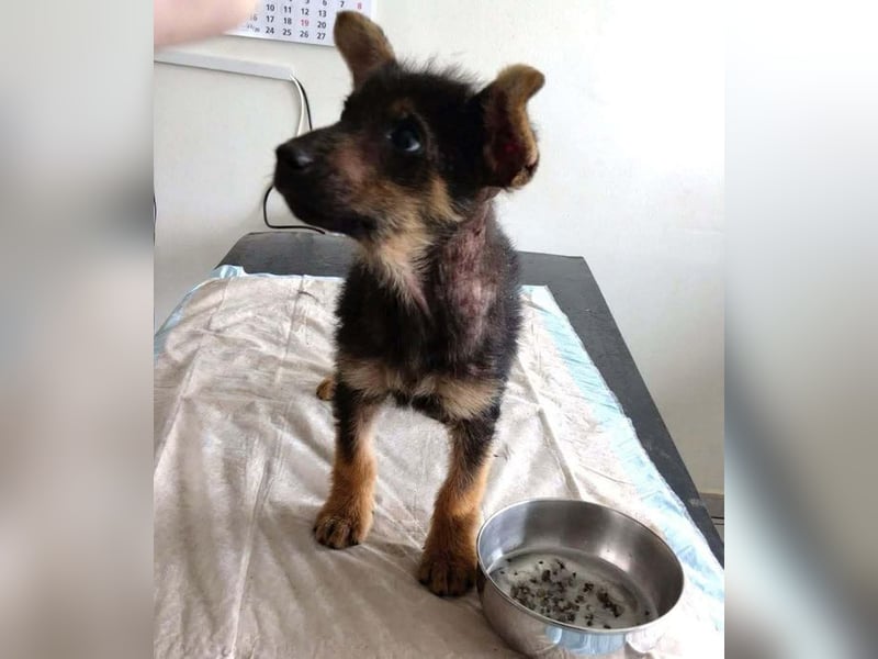 Silny: Hundekind sucht ein Zuhause