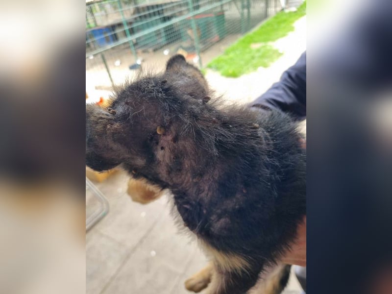 Silny: Hundekind sucht ein Zuhause
