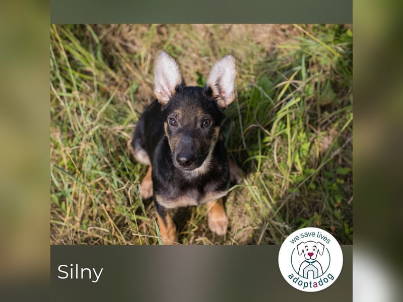 Silny: Hundekind sucht ein Zuhause
