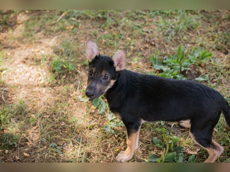 Silny: Hundekind sucht ein Zuhause