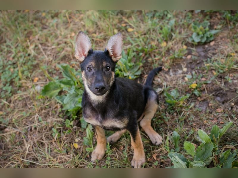 Silny: Hundekind sucht ein Zuhause