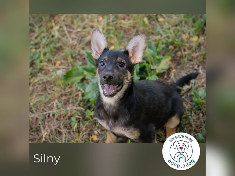 Silny: Hundekind sucht ein Zuhause