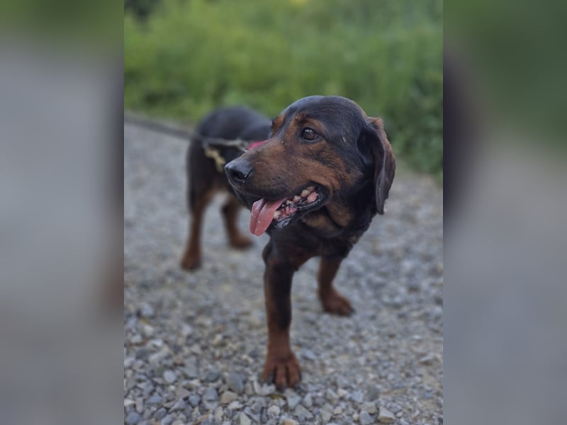 Franzi – kleine Hundedame chillt ihr Leben