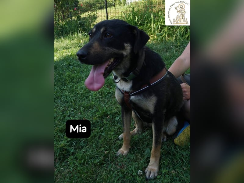 Mia – Action, Herz und Pfotenpower!
